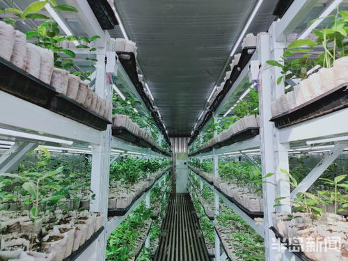 物聯(lián)網(wǎng)技術(shù)助力植樹造林，綠色產(chǎn)業(yè)迎來科技突圍